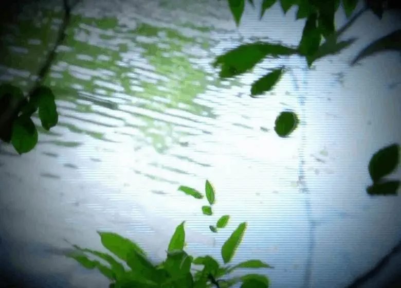 Video: @RomanFlowrs » Holographic Card [Prod. @H_Kenmochi & Dir. @Ralph_Laureen]